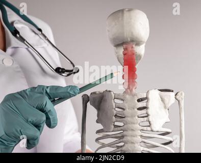 Médecin pointant vers le squelette de la colonne cervicale avec tache rouge. Douleurs au cou. Anatomie du système squelettique, médecine, conditions médicales concept. Femme en blouse de laboratoire Banque D'Images