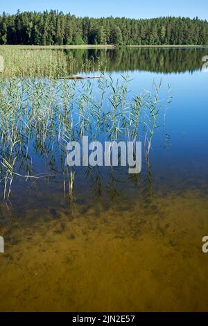 Lac Niedrājs, paroisse de Launkalnes, région de Smiltenes, Lettonie Banque D'Images