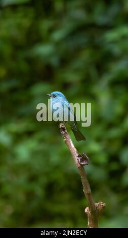 Photo verticale d'un flycatcher verditer perché sur une branche de lumière du jour dans un arrière-plan flou Banque D'Images