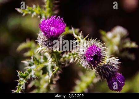 Silybum marianum est une espèce de chardon. Il porte notamment des noms comme le chardon du lait, le chardon béni, le chardon du marial, le chardon de Marie, le chardon de Sainte Marie Banque D'Images