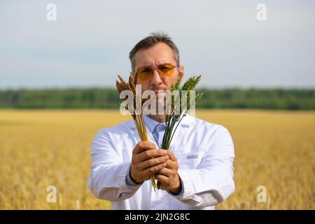 Un agronome compare le taux de maturation des épis génétiquement modifiés de blé et des épis ordinaires. Il montre des oreilles vertes et mûres de blé à t Banque D'Images