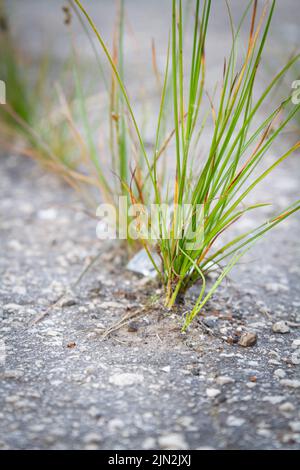 La puissance de la croissance. Germe à travers l'asphalte. L'usine s'est brisée à travers le béton. Puissance de la nature. Ville surcultivée. Banque D'Images