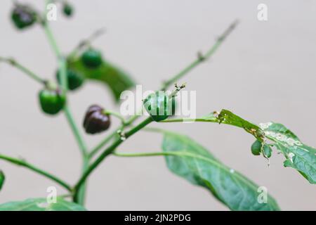Chocolat au poivre de habanera dans un jardin communautaire de Rio de Janeiro Banque D'Images