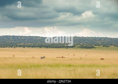 Zèbres et antilopes dans la prairie et la grisonnante Banque D'Images