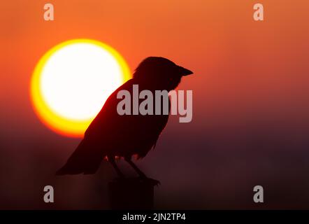 Silhouette une Jackdaw perchée sur une clôture au coucher du soleil, Royaume-Uni. Banque D'Images