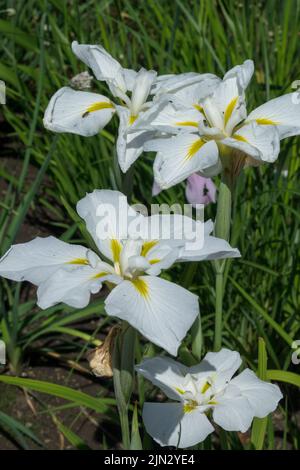 Iris ensata 'Utamaro', Iris japonais blanc jaune Iris Fleur Iris kaempferi Banque D'Images