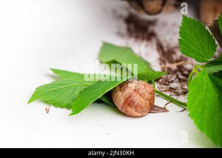 Un gros plan d'escargots romains et d'un chat européen sur fond blanc Banque D'Images