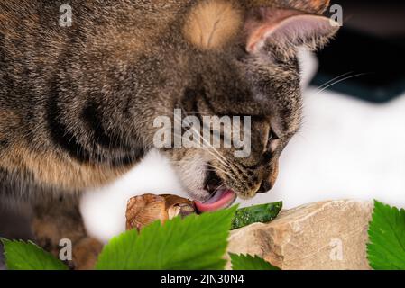 Un gros plan d'escargots romains et d'un chat européen sur fond blanc Banque D'Images