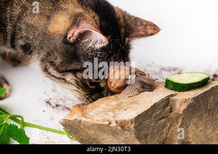 Un gros plan d'escargots romains et d'un chat européen sur fond blanc Banque D'Images