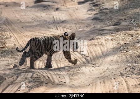 Un bébé tigre sauvage, âgé de deux mois, traversant la route de terre dans la forêt en Inde, Madhya Pradesh Banque D'Images