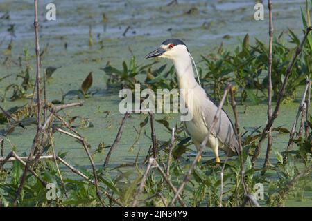 Heron de nuit à couronne noire adulte de près dans le marais • Montezuma NWR, NY • 2022 Banque D'Images