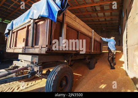 Processus de déchargement du blé dans le grenier. Stockage d'entrepôt de grain. Industrie agricole. Banque D'Images