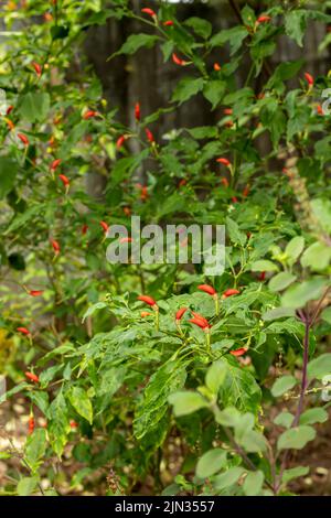 Une belle vue de rouges et verts des chilines chaudes dans le jardin de la maison Banque D'Images