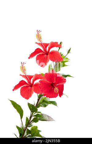 L'hibiscus rouge de fleur se distingue sur fond blanc Banque D'Images