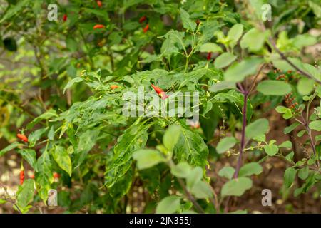 Une belle vue de rouges et verts des chilines chaudes dans le jardin de la maison Banque D'Images