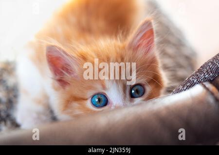 Un petit chaton rouge mignon avec des yeux bleus sort de derrière le canapé. Éducation des animaux de compagnie. Banque D'Images