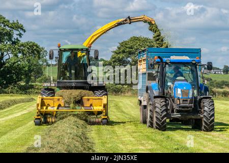 Clonakilty, West Cork, Irlande. 8th août 2022. Par une journée chaude et ensoleillée à West Cork, l'agriculteur laitier Mervyn Helen récolte l'ensilage à l'aide d'une ensileuse John Deere 6850 1998. Mervyn traite un troupeau de 300 vaches à Clonakilty. Crédit : AG News/Alay Live News Banque D'Images