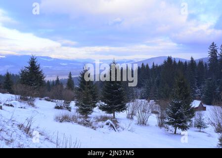 Sapins et neige dans l'hiver carpalien Banque D'Images