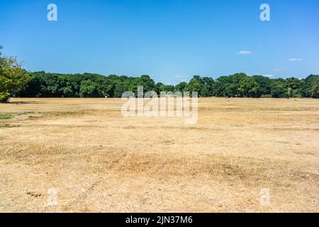 Southampton, Hampshire, Royaume-Uni. 8th août 2022. L'herbe a défilé dans le parc commun de Southampton pendant une période inhabituelle et prolongée de temps sec pendant la vague de chaleur de l'été 2022 dans le sud de l'Angleterre, au Royaume-Uni Banque D'Images