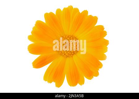 Fleur de calendula, isolée sur blanc. Banque D'Images