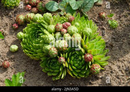 Beaux houseleeeeeeeeks - Sempervivum à proximité dans un jardin. Banque D'Images