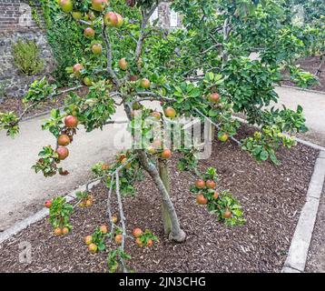 La pomme comestible rosacée Malus Cevaal montré ici chargé de mûres et de mûrissement des fruits. Banque D'Images