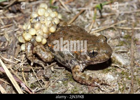 La sage-femme commune toad (Alytes obstétriciens) mâle avec un embrayage d'oeufs autour de ses jambes Banque D'Images