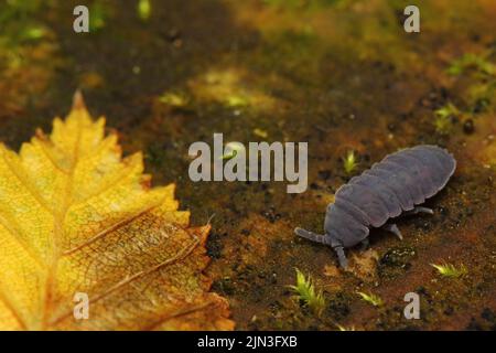 Feuille géante (Tetrodontophora bielanensis) sur bois à feuilles jaunes et orignaux Banque D'Images