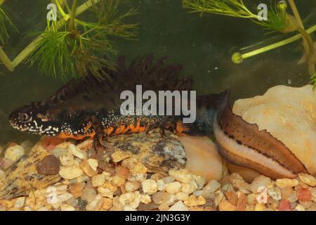 Le Danube Crested Newt (Triturus dobrogicus) mâle dans un habitat naturel sous-marin Banque D'Images