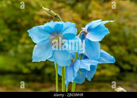 Meconopsis betonicifolia, Blue Poppy de l'Himalaya Banque D'Images