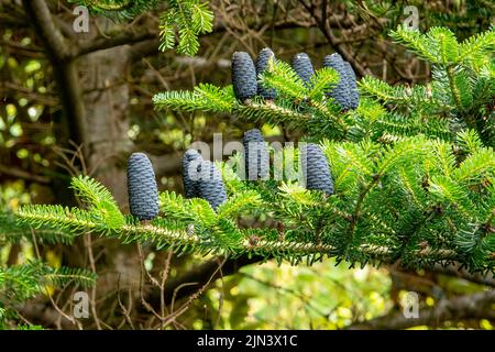 Abies koreana, Fir coréen Banque D'Images