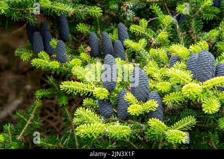 Abies koreana, Fir coréen Banque D'Images