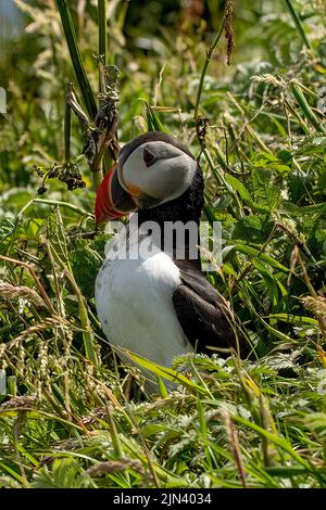 Puffin, Fratercula arctica sur Staffa, Mull, Argyll et Bute, Écosse Banque D'Images