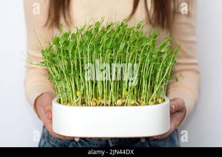 Femme tenant des pousses de pois micro-verts biologiques. Le concept d'alimentation saine et d'alimentation biologique Banque D'Images