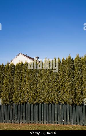 Maison de deux étages cachée de la vue par la planche de bois vert et Thuja occidentalis - haie d'arbre de cèdre. Banque D'Images