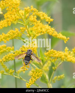 Un Hornet à face de Bald sur une plante de verge d'or lumineuse Banque D'Images