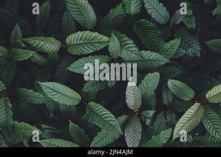 Nature fond de feuilles vertes, le kratom pousse sur des feuilles de kratom d'arbre de plantes sombres - Mitragyna speciosa korth plantes médicinales Banque D'Images
