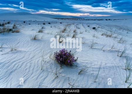 Alkali Flat Trail au coucher du soleil, parc national de White Sands, Nouveau-Mexique, États-Unis Banque D'Images
