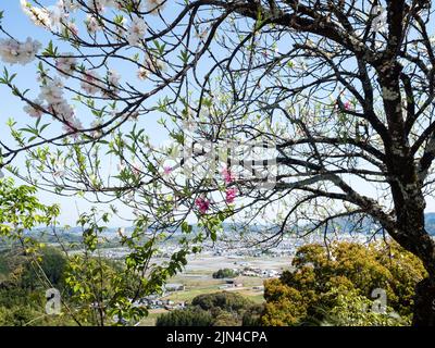 Cerisiers en fleurs à Kiyotakiji, temple numéro 35 du pèlerinage de Shikoku Banque D'Images