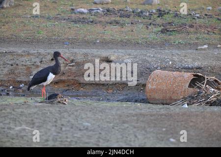 Ciconie noire (Ciconia nigra) au Japon Banque D'Images