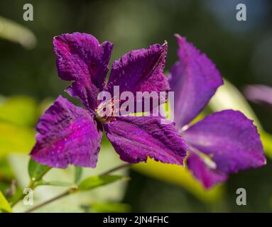 'Esprit polonais' Clématis pourpre, Italiensk klematis (Clematis viticella) Banque D'Images