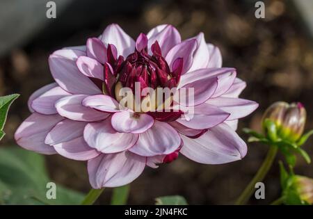 'Créme de Cassis' Anélide dahlia, Näckrosblommig dahlia (Dahlia x hortensis) Banque D'Images