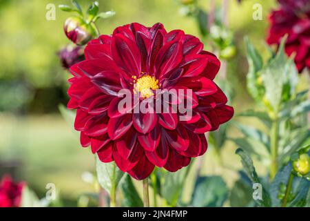 'Arabian Night' formel Dahlia décoratif, Dekoratifdahlia (Dahlia x hortensis) Banque D'Images