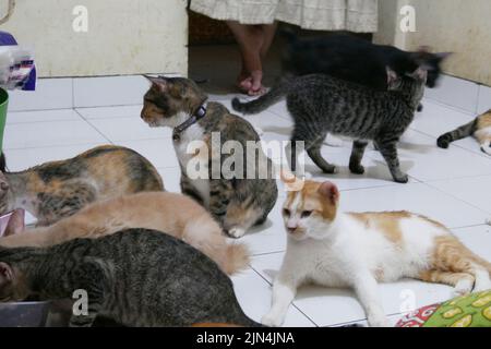 Pondok Kopi, Jakarta, Indonésie. 8th août 2022. Une femme vit côte à côte avec plus de 20 chats isolés chez elle à Jakarta sur 9 août 2022. La plupart des chats errants qui ont été sauvés étaient malades, ils ont donc été pris et soignés par nettoyage. Chats et traitement régulier pour que les chats puissent vivre à nouveau normalement. Actuellement, beaucoup de gens font des chats comme amis parce que les visages des chats sont des préoccupations pour les humains, comme la santé, la beauté et le développement des chats, non seulement les chats de race pure, mais aussi les chats sauvages sont également traités parce que les chats isolés ont un système immunitaire adaptatif. condition et pas facile de tomber malade. Banque D'Images