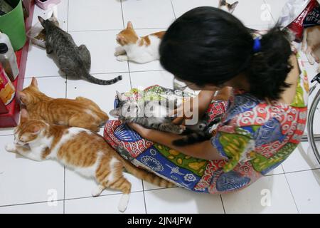 Pondok Kopi, Jakarta, Indonésie. 8th août 2022. Une femme vit côte à côte avec plus de 20 chats isolés chez elle à Jakarta sur 9 août 2022. La plupart des chats errants qui ont été sauvés étaient malades, ils ont donc été pris et soignés par nettoyage. Chats et traitement régulier pour que les chats puissent vivre à nouveau normalement. Actuellement, beaucoup de gens font des chats comme amis parce que les visages des chats sont des préoccupations pour les humains, comme la santé, la beauté et le développement des chats, non seulement les chats de race pure, mais aussi les chats sauvages sont également traités parce que les chats isolés ont un système immunitaire adaptatif. condition et pas facile de tomber malade. Banque D'Images