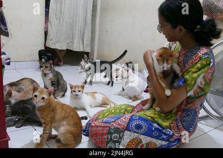 Pondok Kopi, Jakarta, Indonésie. 8th août 2022. Une femme vit côte à côte avec plus de 20 chats isolés chez elle à Jakarta sur 9 août 2022. La plupart des chats errants qui ont été sauvés étaient malades, ils ont donc été pris et soignés par nettoyage. Chats et traitement régulier pour que les chats puissent vivre à nouveau normalement. Actuellement, beaucoup de gens font des chats comme amis parce que les visages des chats sont des préoccupations pour les humains, comme la santé, la beauté et le développement des chats, non seulement les chats de race pure, mais aussi les chats sauvages sont également traités parce que les chats isolés ont un système immunitaire adaptatif. condition et pas facile de tomber malade. Banque D'Images