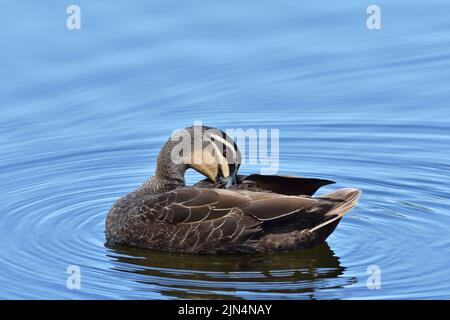 Un canard noir du Pacifique australien -Anas superciliosa- flottant dans un lagon bleu se prêtant à la lumière du matin Banque D'Images