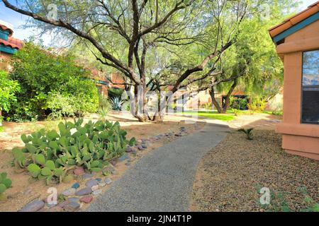 Passerelle avec cactus à oreilles de lapin sur la gauche et arbres à l'arrière à Tucson, Arizona. Quartier avec maisons méditerranéennes et pelouses. Banque D'Images