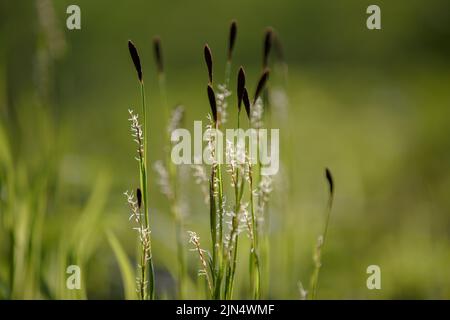 Carex cespitosa. Rebord. Herbe verte jeune. Omelettes fleuries moelleuses de perce. Herbe de printemps, herbe sur un fond naturel flou Banque D'Images