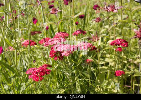 Achillea millefolium, yarrow ou yarrow commun. Fleurs rouges. Fleur de fleur de velours rouge (Achillea millefolium), plante vivace avec aromat Banque D'Images